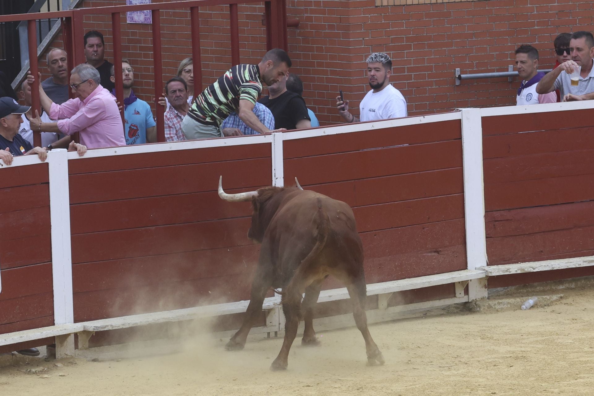 Encierro urbano, vaca del cajón y capea de Nava del Rey