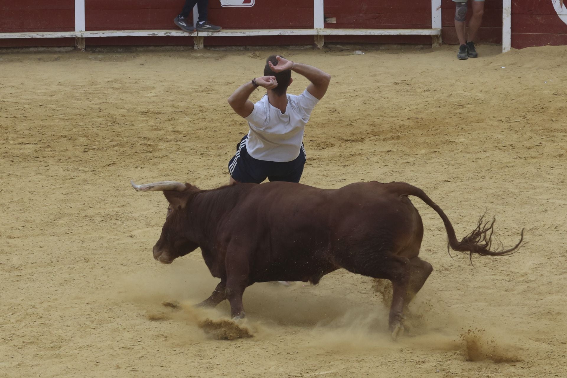 Encierro urbano, vaca del cajón y capea de Nava del Rey