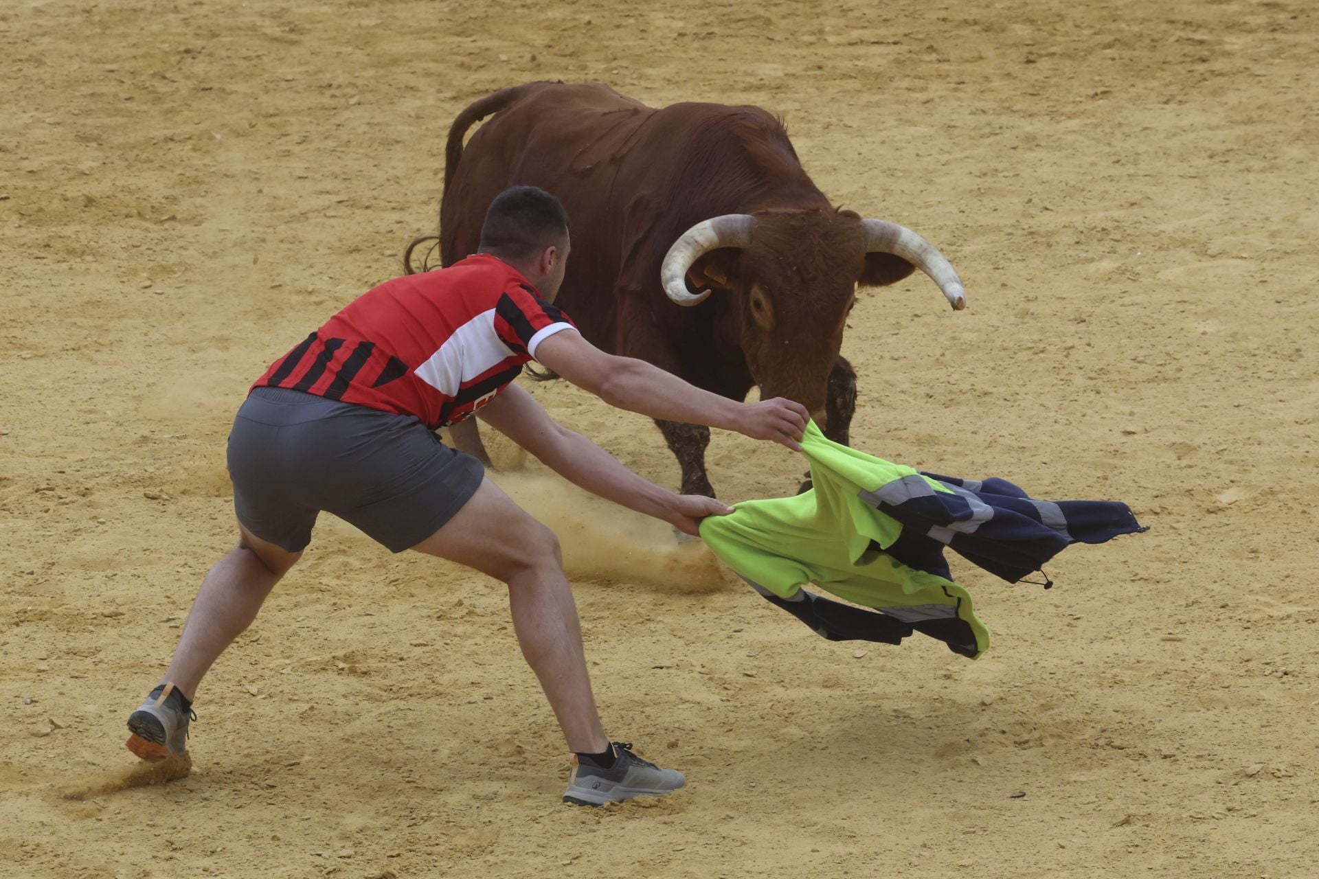 Encierro urbano, vaca del cajón y capea de Nava del Rey