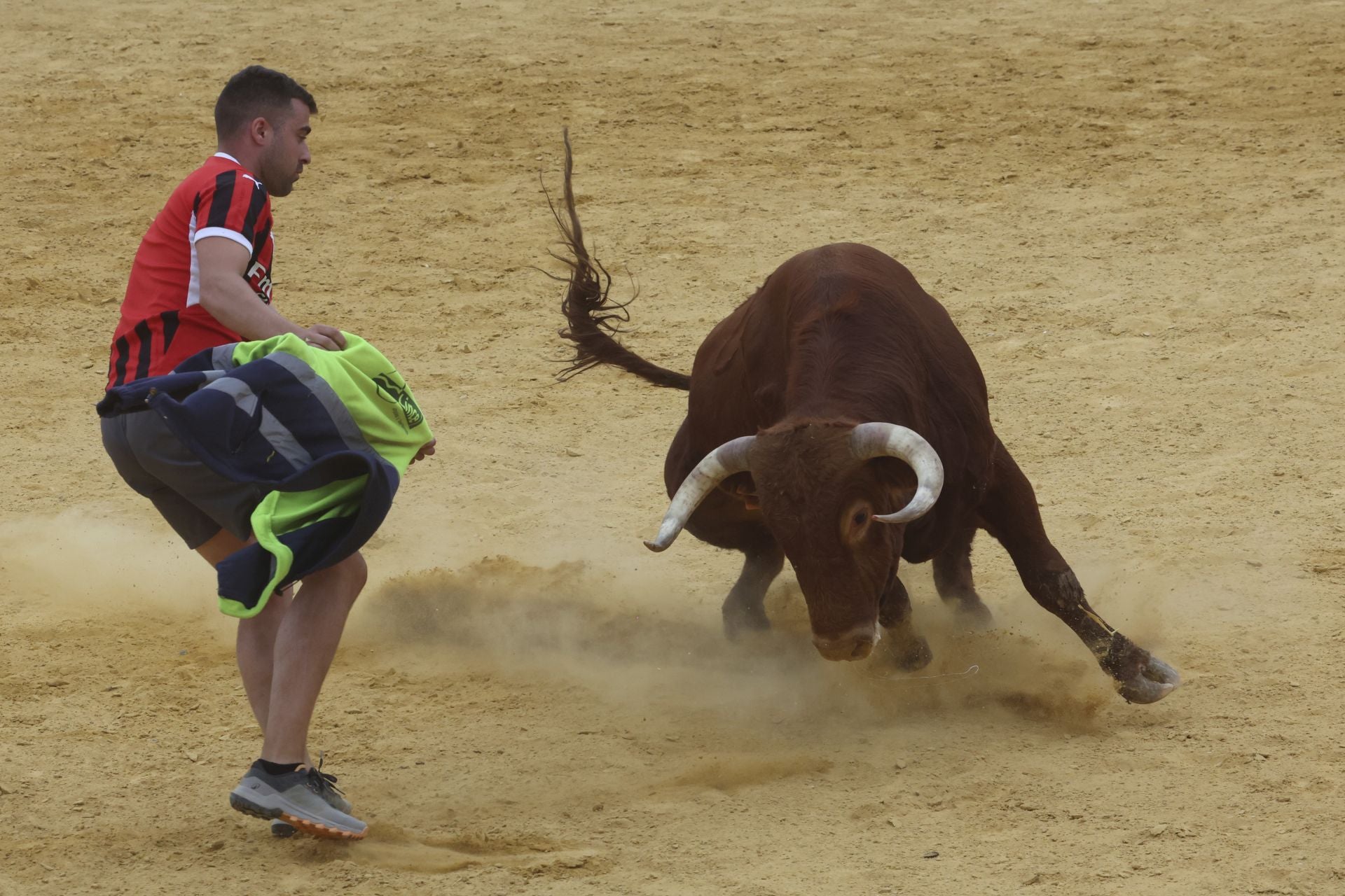 Encierro urbano, vaca del cajón y capea de Nava del Rey