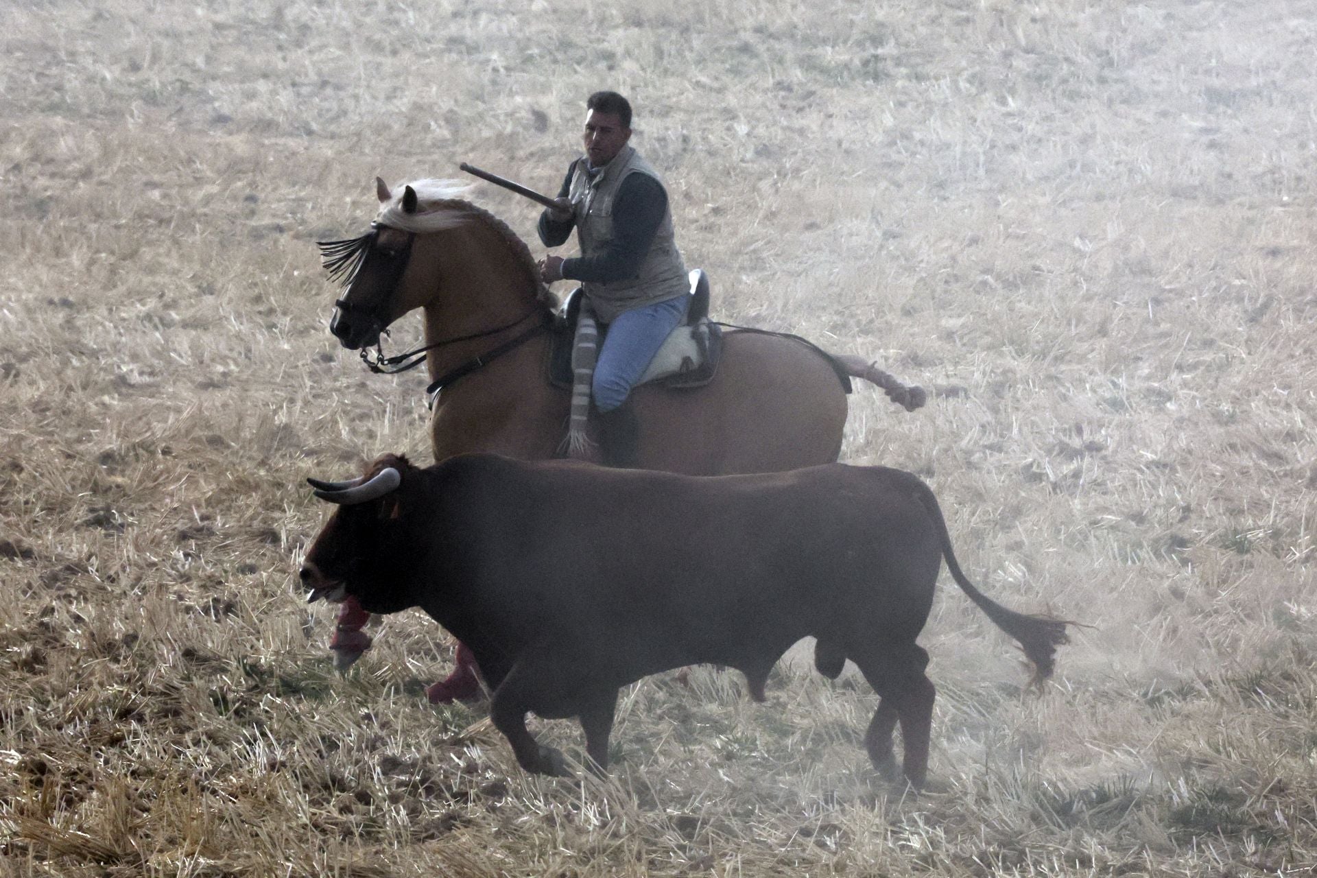 Las imágenes del encierro de este lunes en Medina del Campo