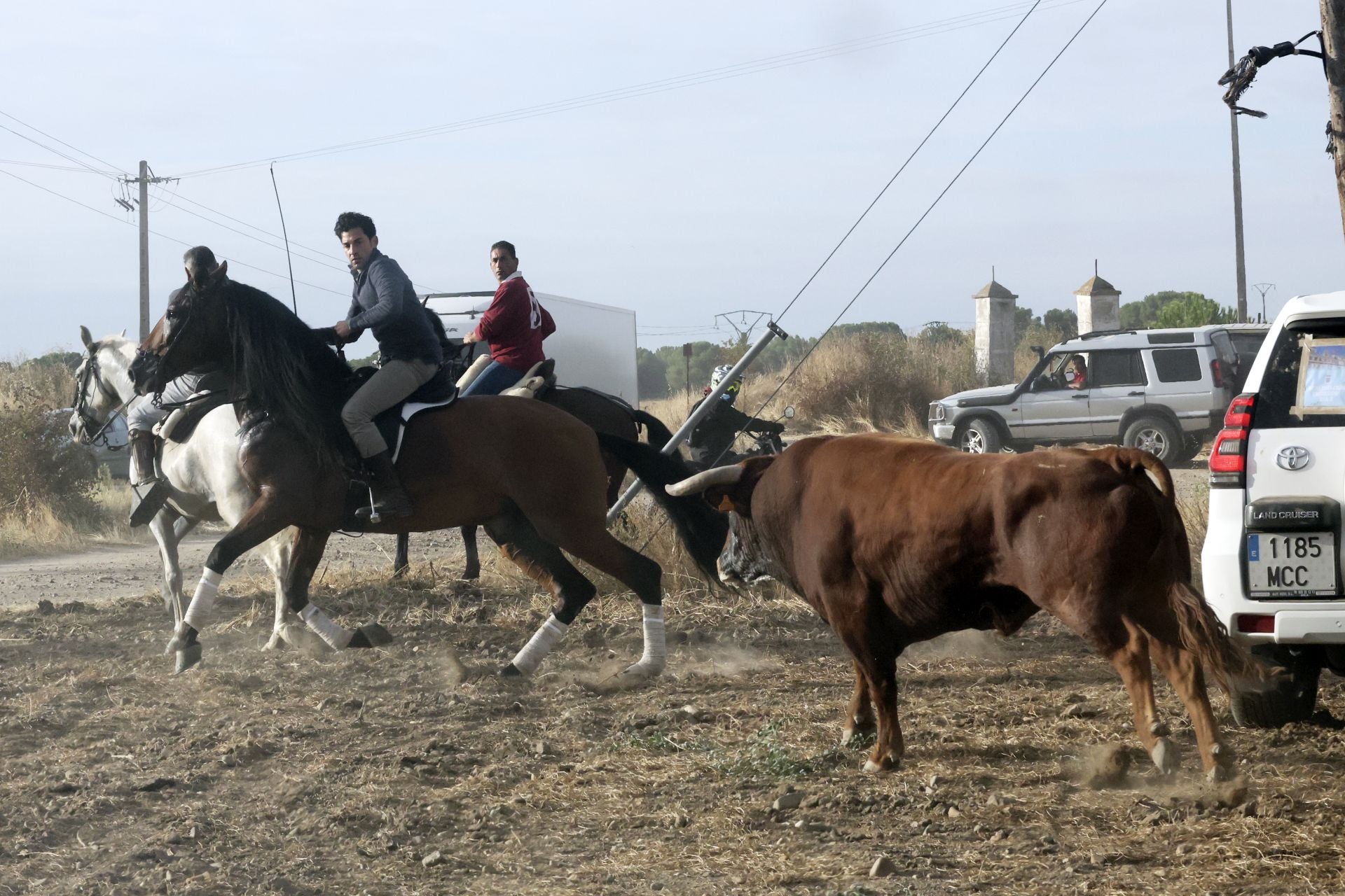Las imágenes del encierro de este lunes en Medina del Campo