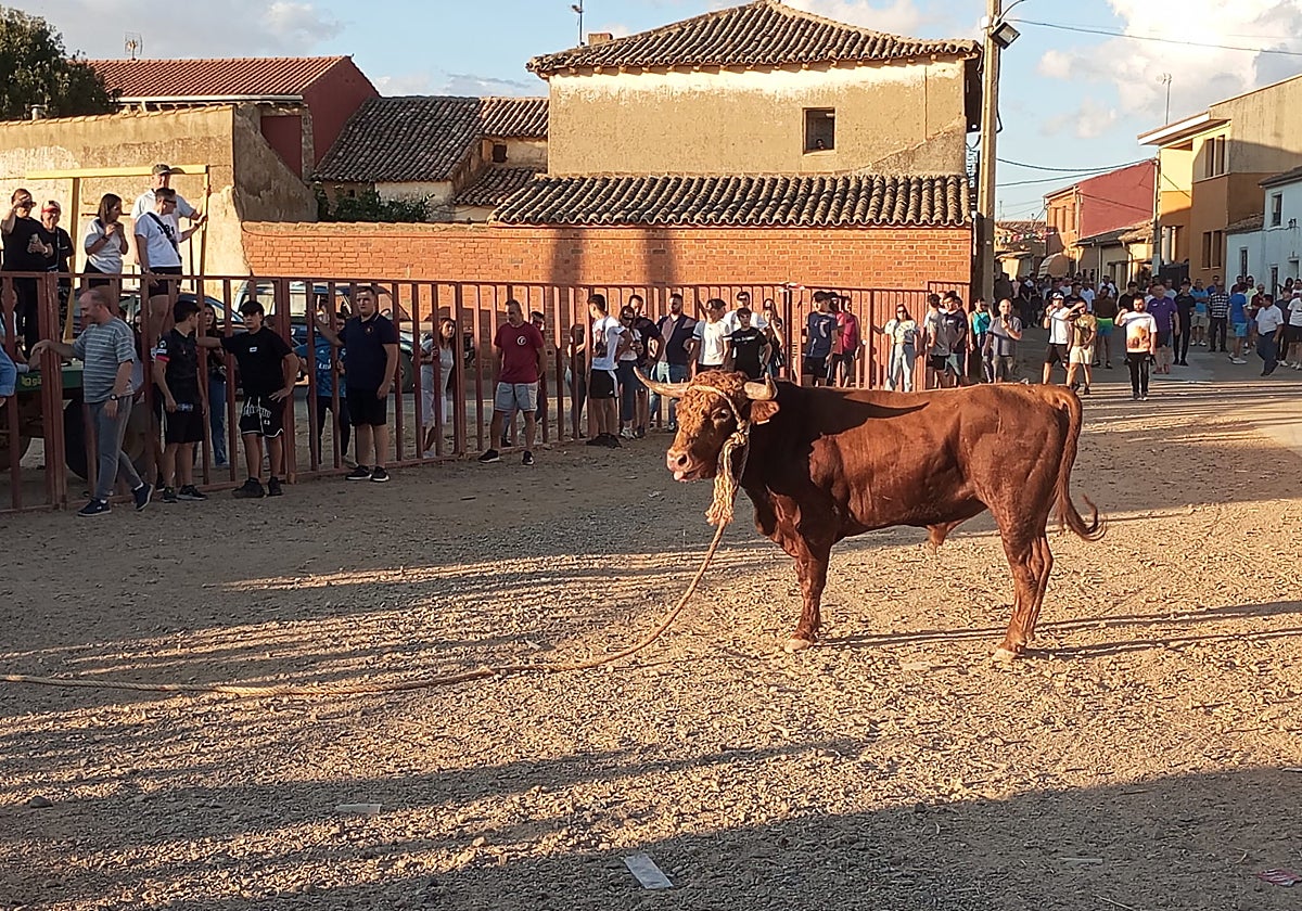 Numerosos aficionados siguieron el festejo desde las talanqueras