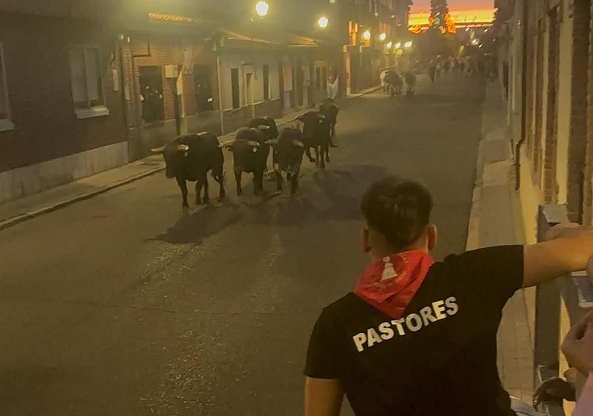 Un pastor, en el encierro de este martes en Laguna de Duero.
