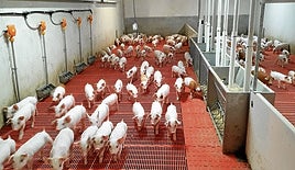 El porcino vive con incertidumbre la llegada de los aranceles de China que afectarán a la casquería