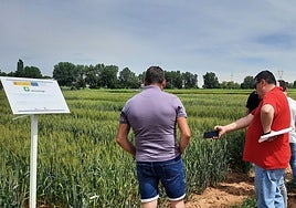 n grupo de agricultores visita la parcela experimental de trigo blando del Itacyl en la Finca de Zamadueñas.