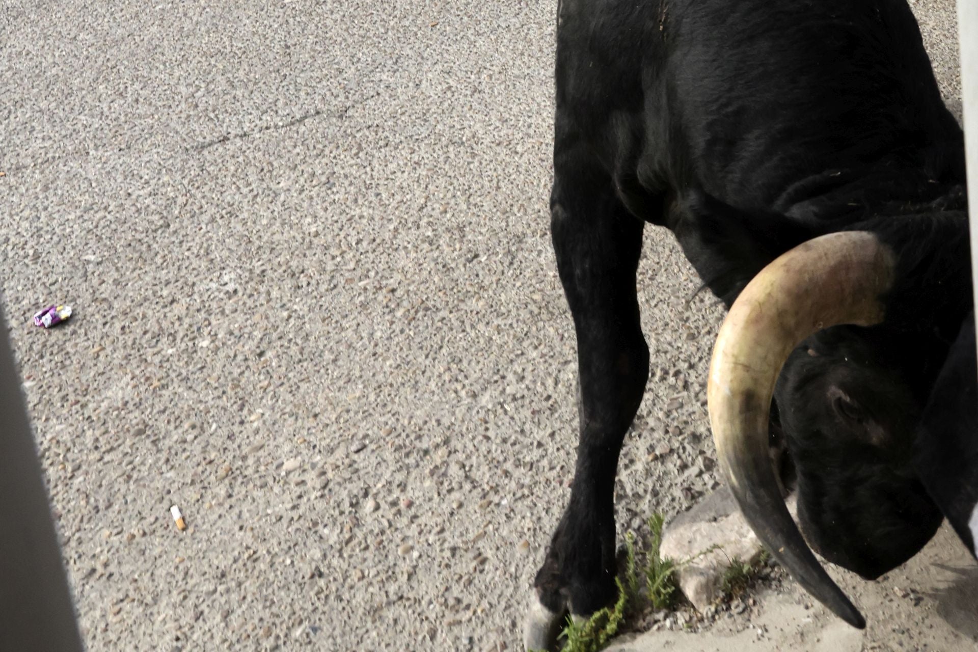 El encierro de Portillo, en imágenes