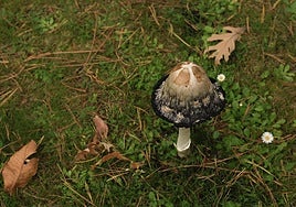 Recogida de setas en la Sierra de Francia durante las jornadas micológicas de 2024.
