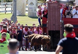 Suelta de un astado desde el cajón, este domingo en Tordesillas.