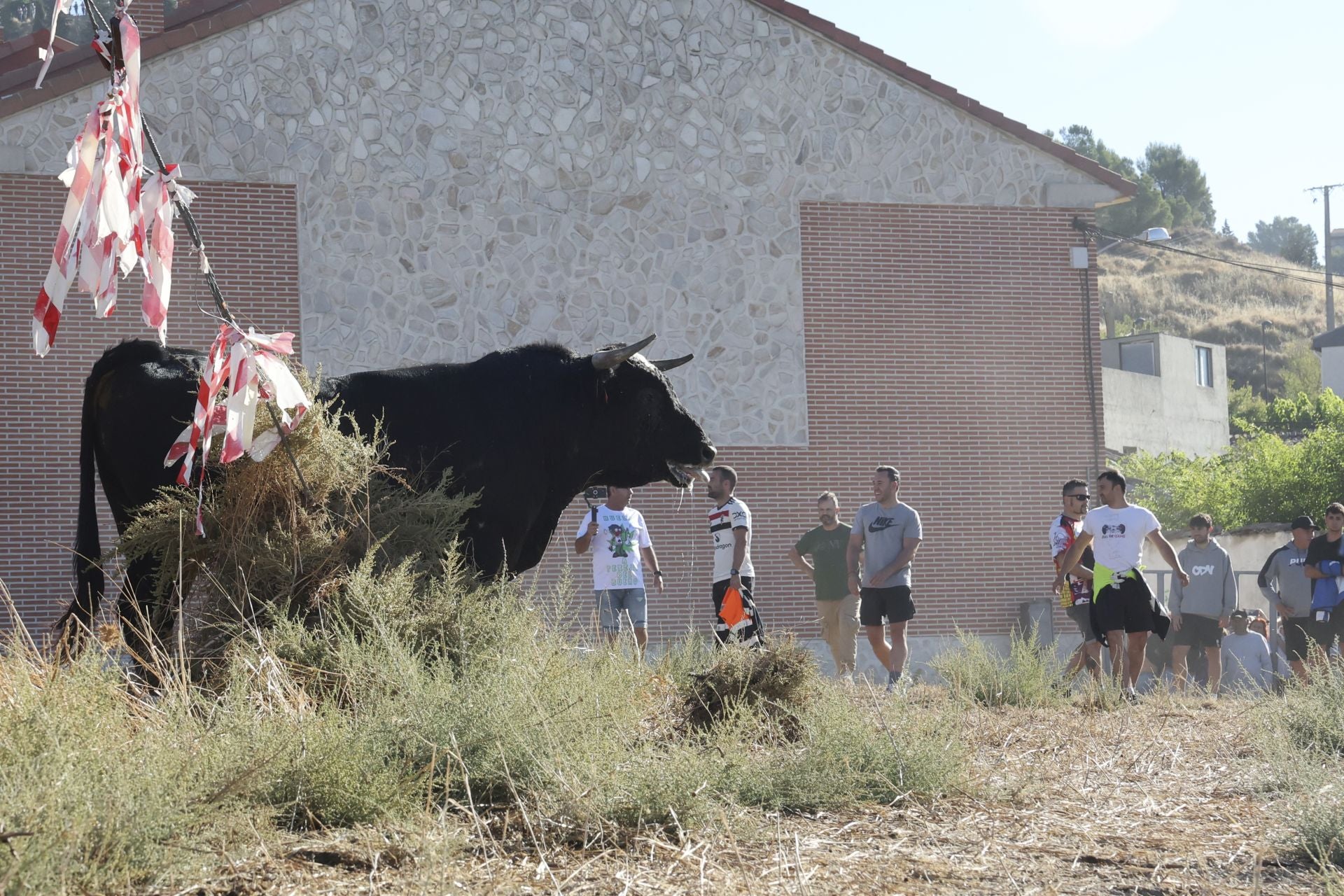 Las imágenes del último encierro en Arrabal de Portillo