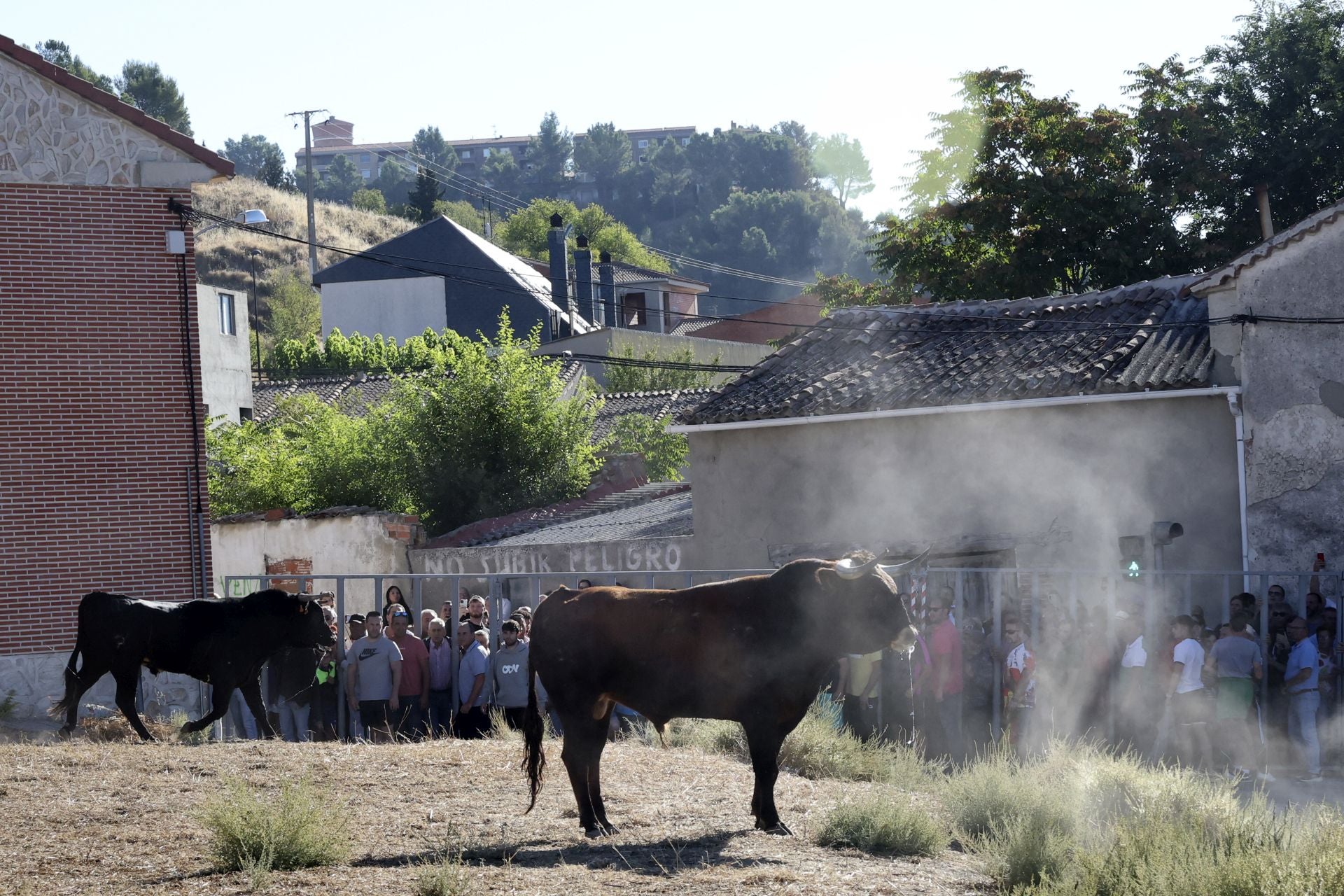 Las imágenes del último encierro en Arrabal de Portillo