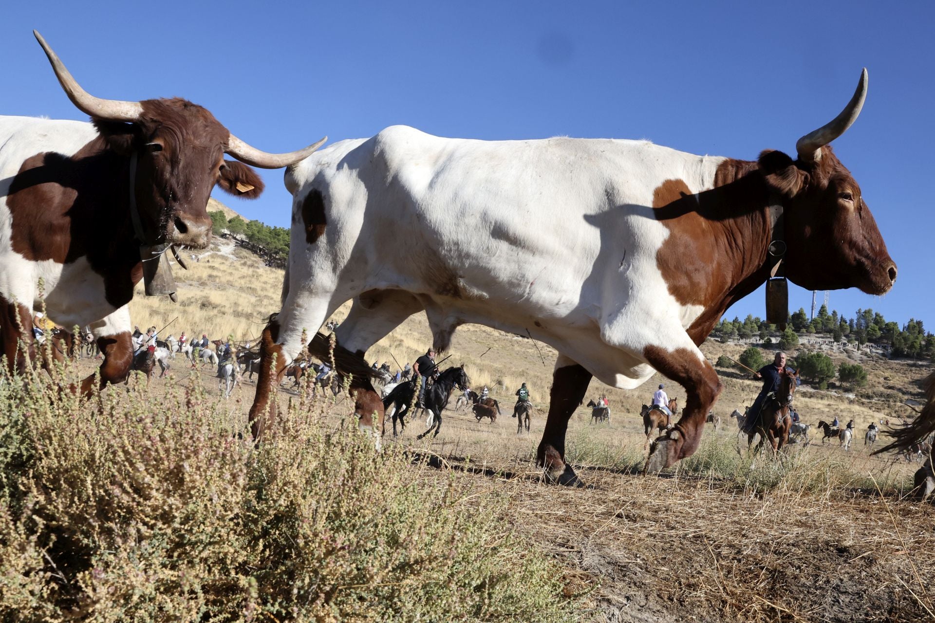 Las imágenes del último encierro en Arrabal de Portillo