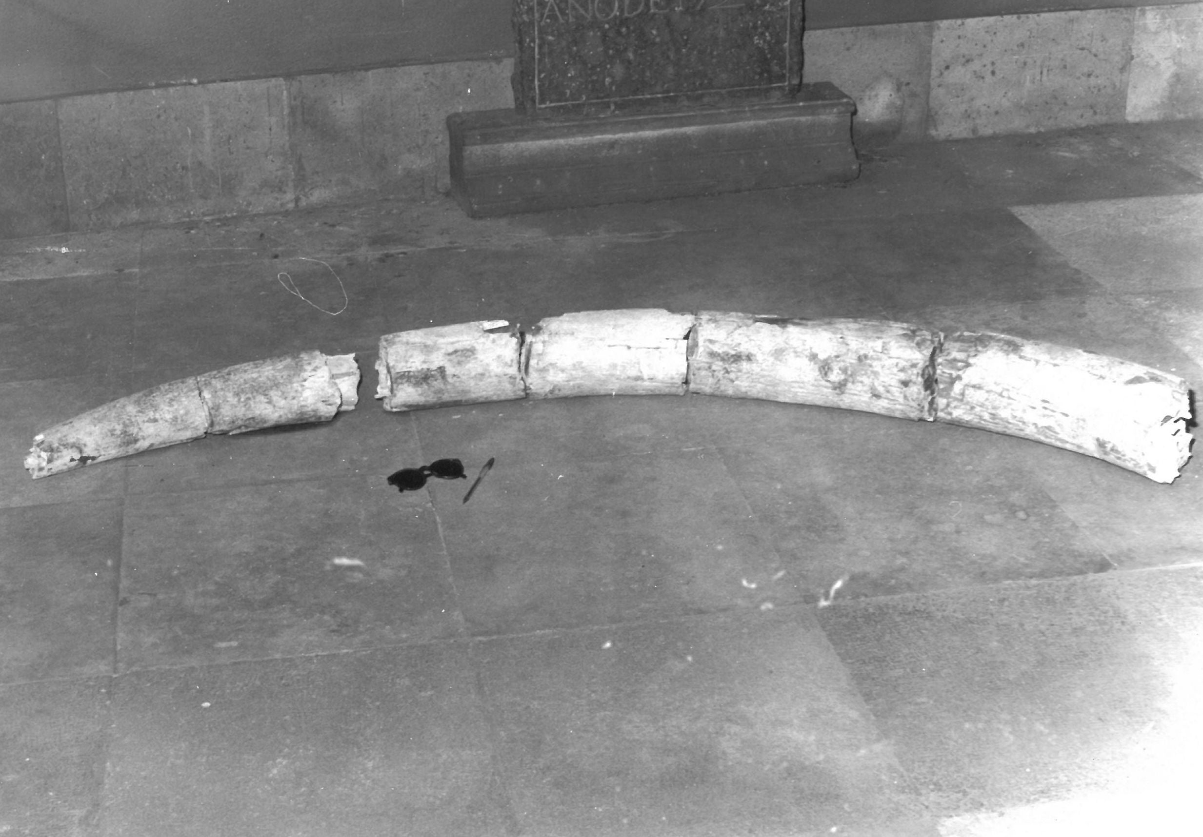 Un colmillo de elefante, que según los expertos podría tener más de 500.000 años, fue encontrado cuando se realizaban unas excavaciones de áridos en una gravera de la localidad. 10 de agosto de 1986.