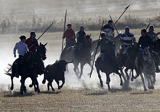Último encierro de las fiestas de Arrabal de Portillo, este domingo por la mañana.