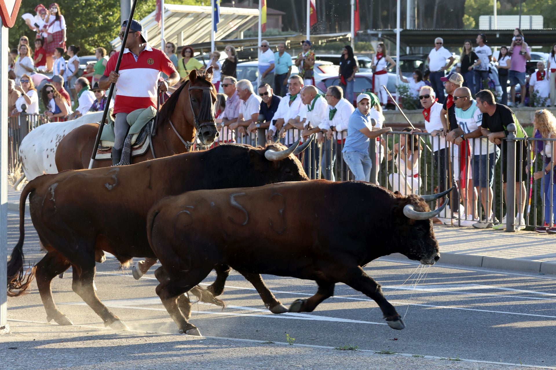 El encierro de campo de Tordesillas en imágenes