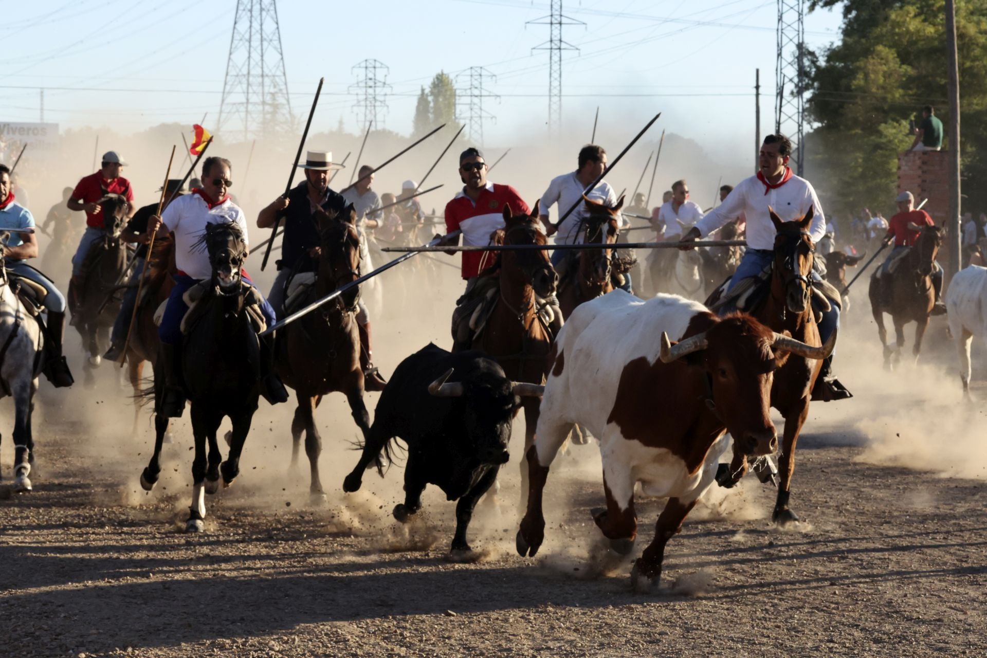 El encierro de campo de Tordesillas en imágenes