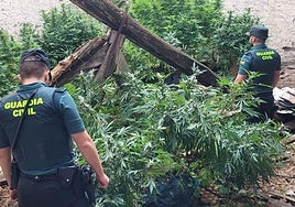 Los agentes observan la plantación.
