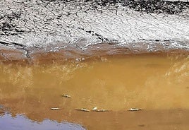 Truchas muertas flotan en el escaso agua que queda por el desembalse del Tejo, en El Espinar.