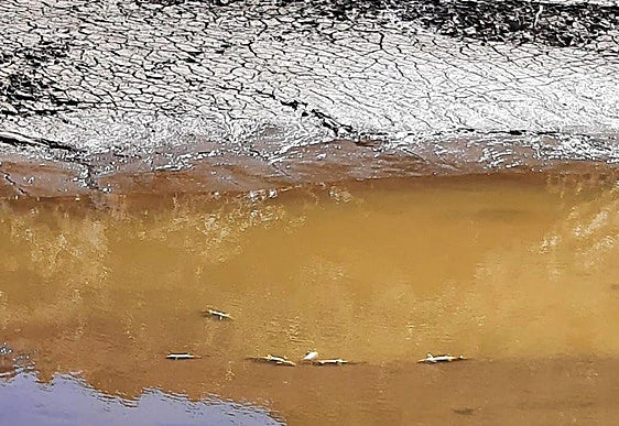 Truchas muertas flotan en el escaso agua que queda por el desembalse del Tejo, en El Espinar.