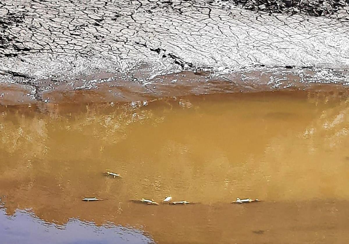 Truchas muertas flotan en el escaso agua que queda por el desembalse del Tejo, en El Espinar.