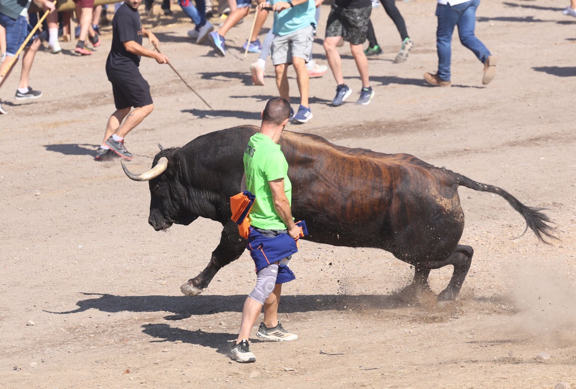 Las imágenes del Toro de la Vega