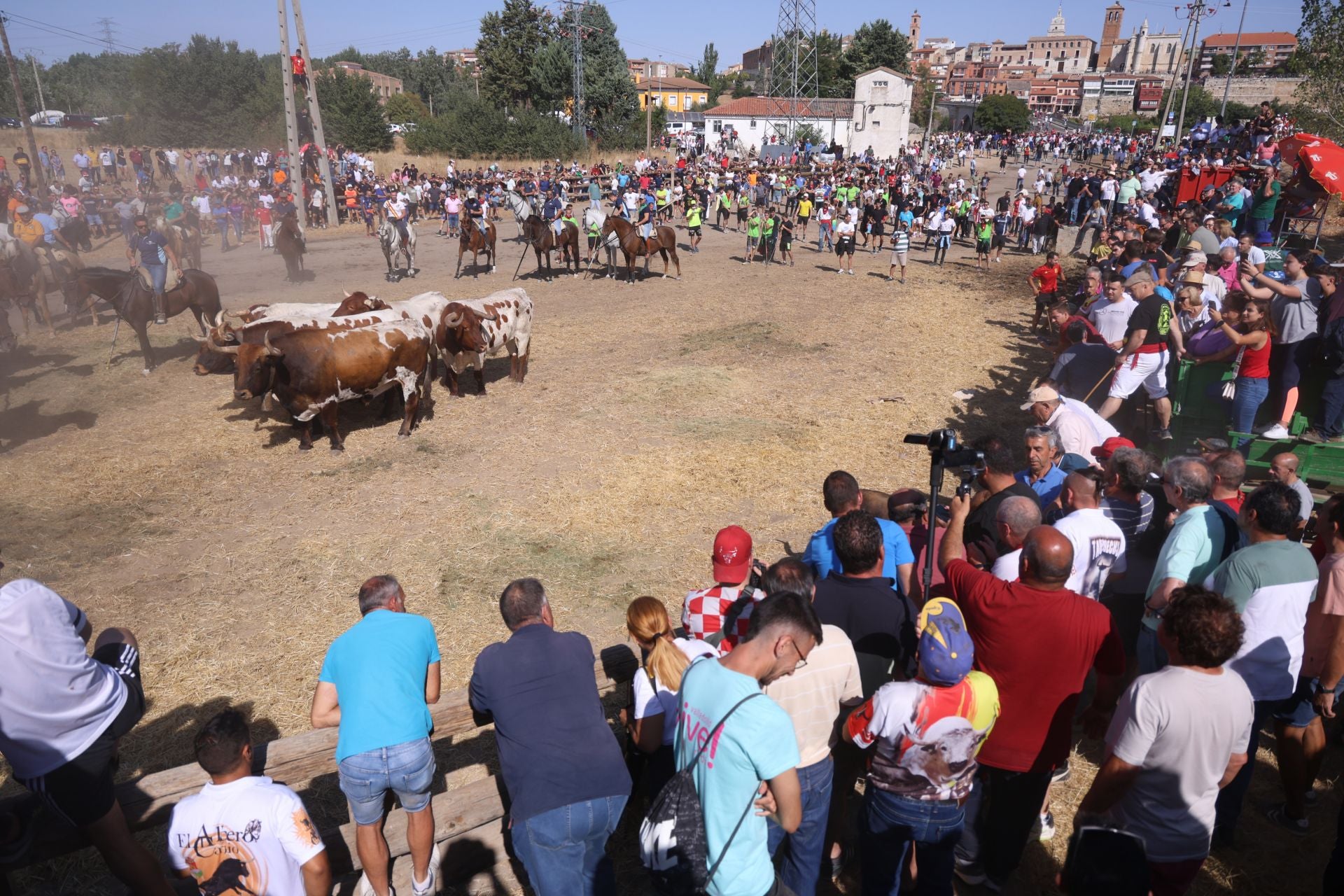 Las imágenes del Toro de la Vega