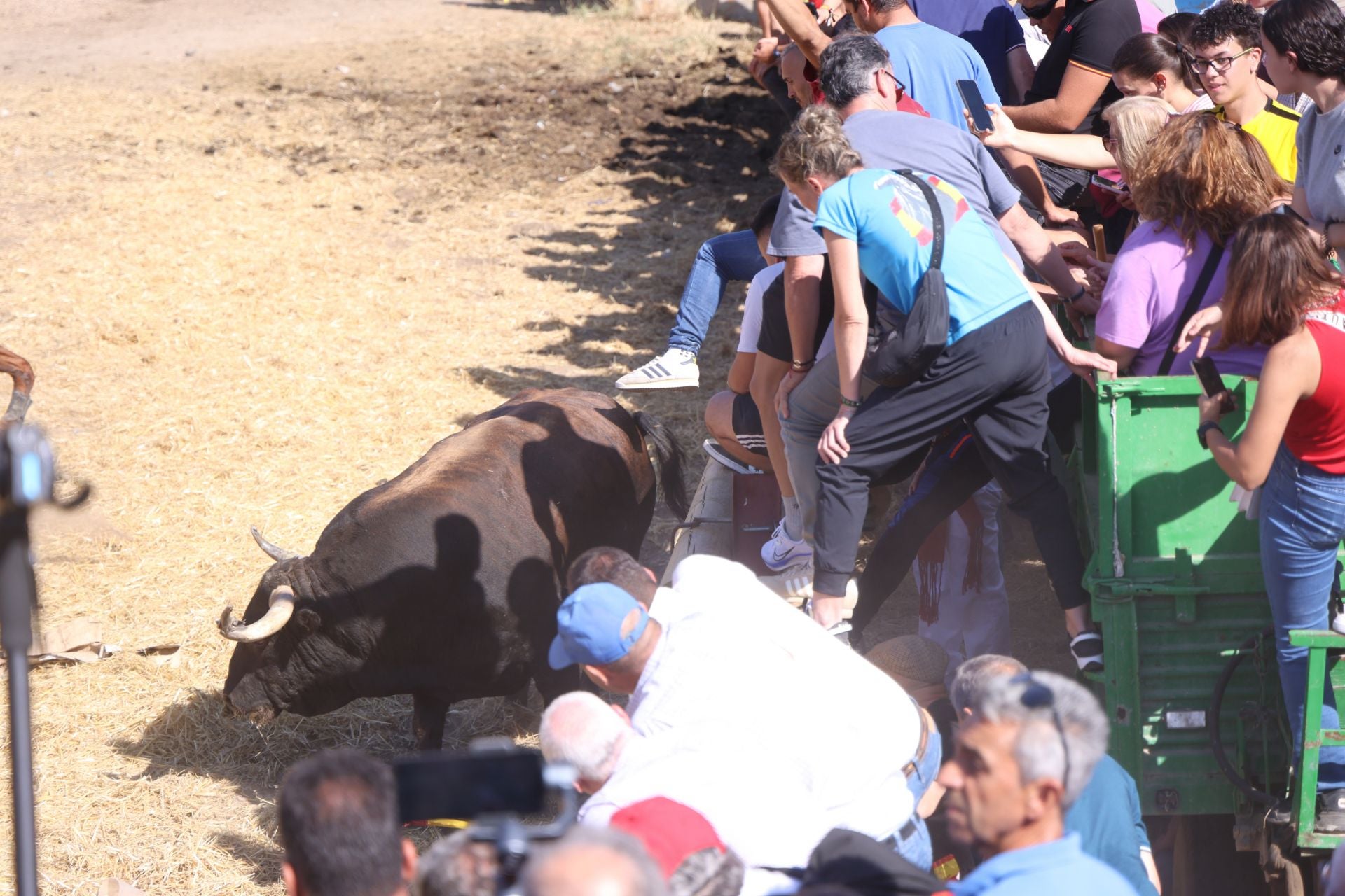 Las imágenes del Toro de la Vega
