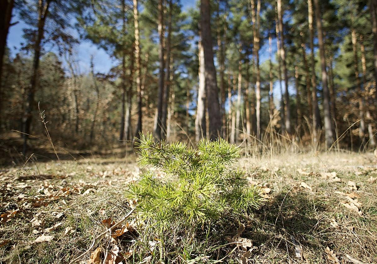 Monte en la provincia de Palencia.