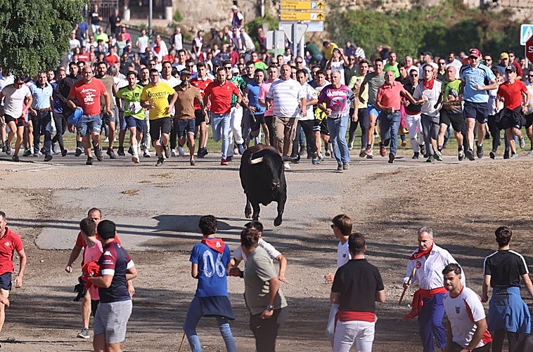 El toro de la Vega de este año.