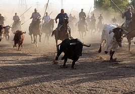 Imágenes del encierro mixto este martes por la tarde en Tordesillas
