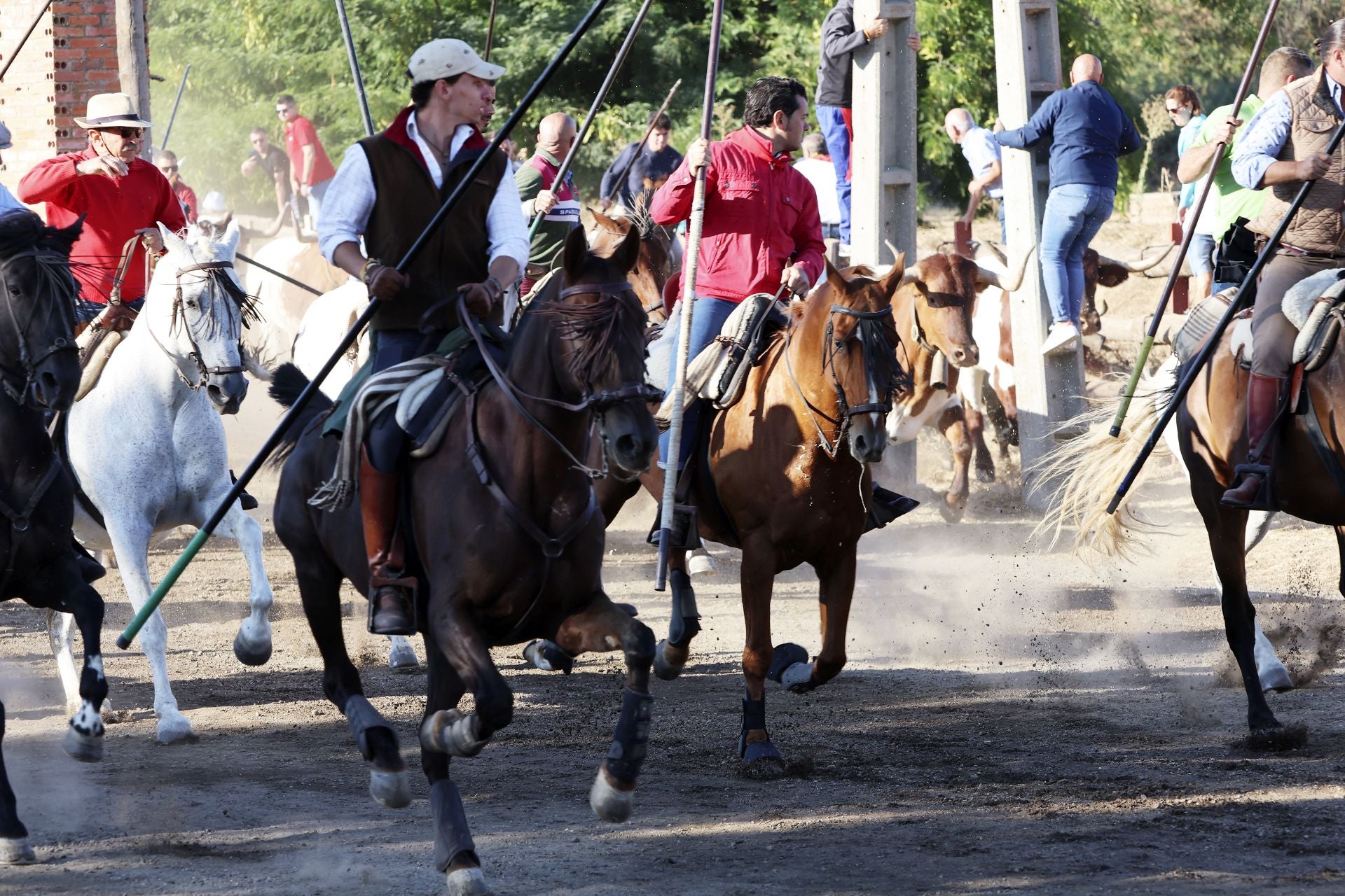 El encierro mixto de Tordesillas, en imágenes