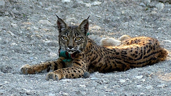Un millón de euros para un vallado en Palencia protegerá al lince ibérico