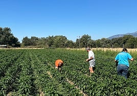 Algunos miembros de la asociación en el huerto ecológico en el que cultivan pimientos