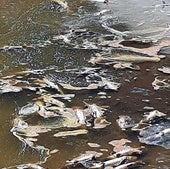 Truchas muertas flotan en el embalse del Tejo, en El Espinar.