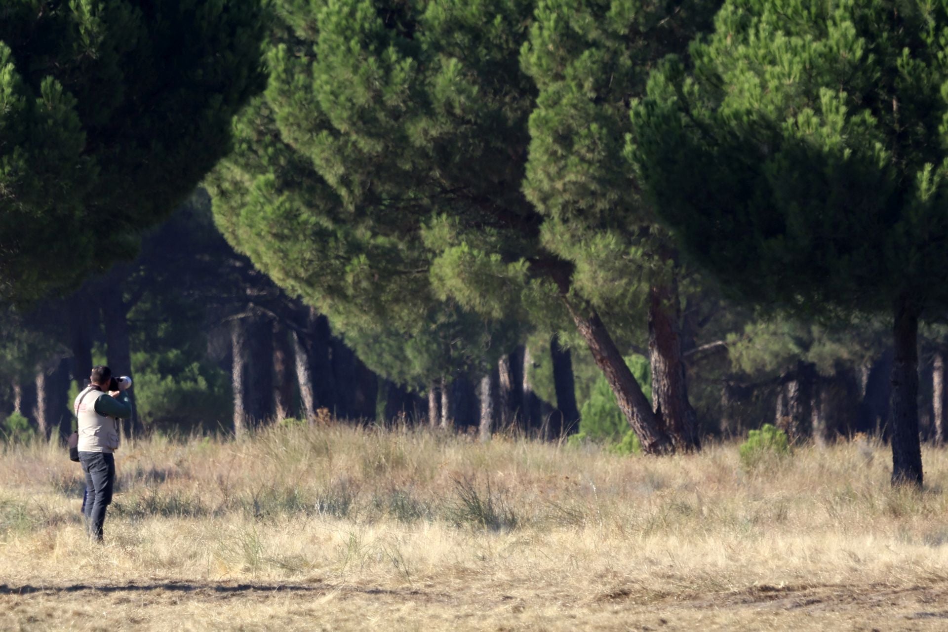 Encierro mixto del jueves en Tordesillas