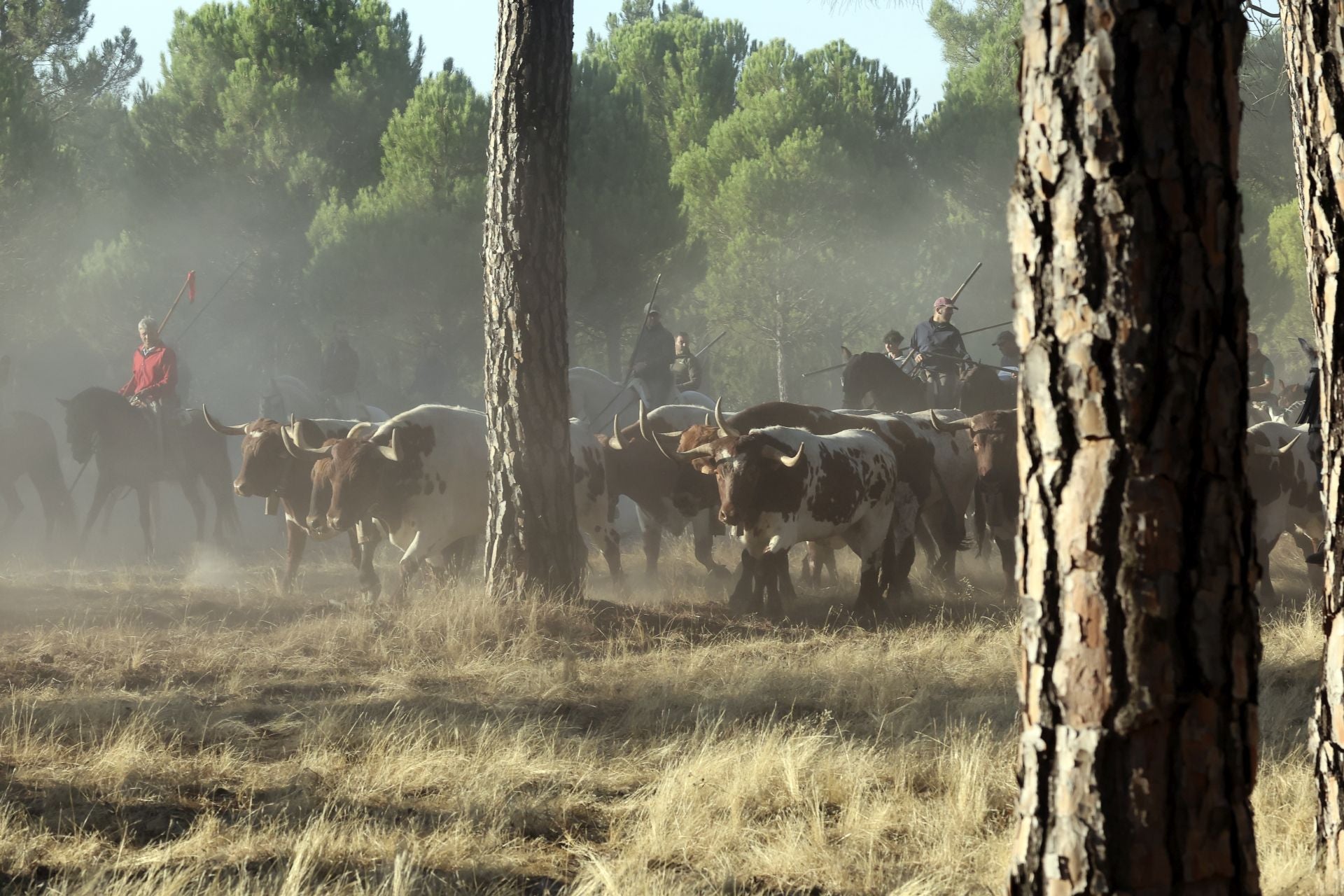Encierro mixto del jueves en Tordesillas