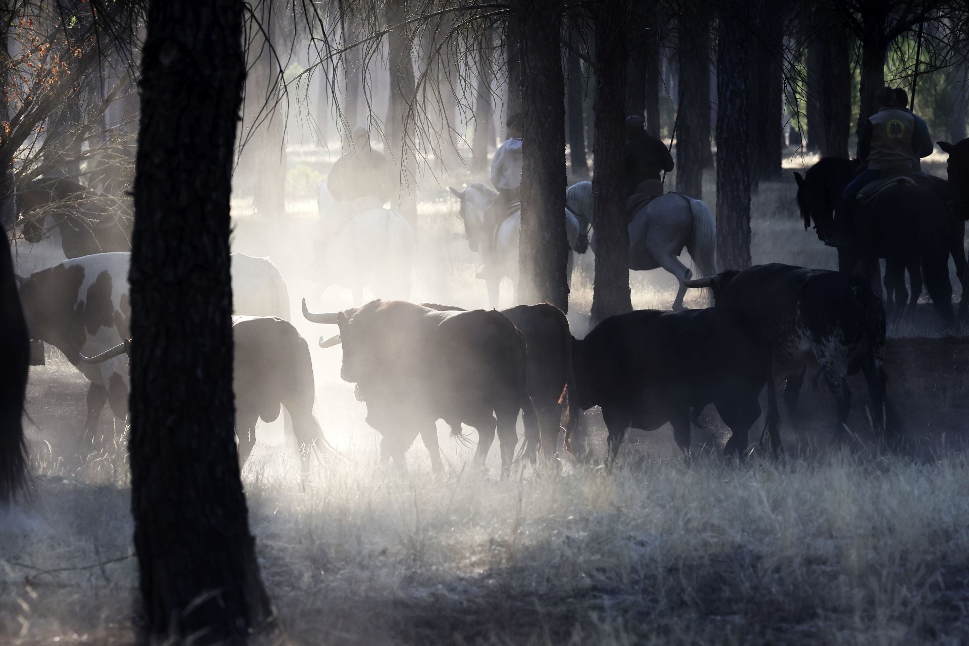 Encierro mixto del jueves en Tordesillas