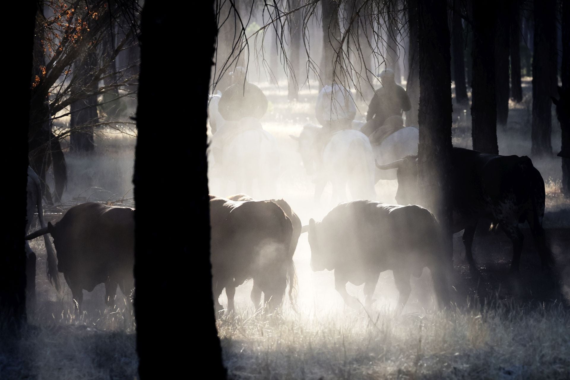 Encierro mixto del jueves en Tordesillas
