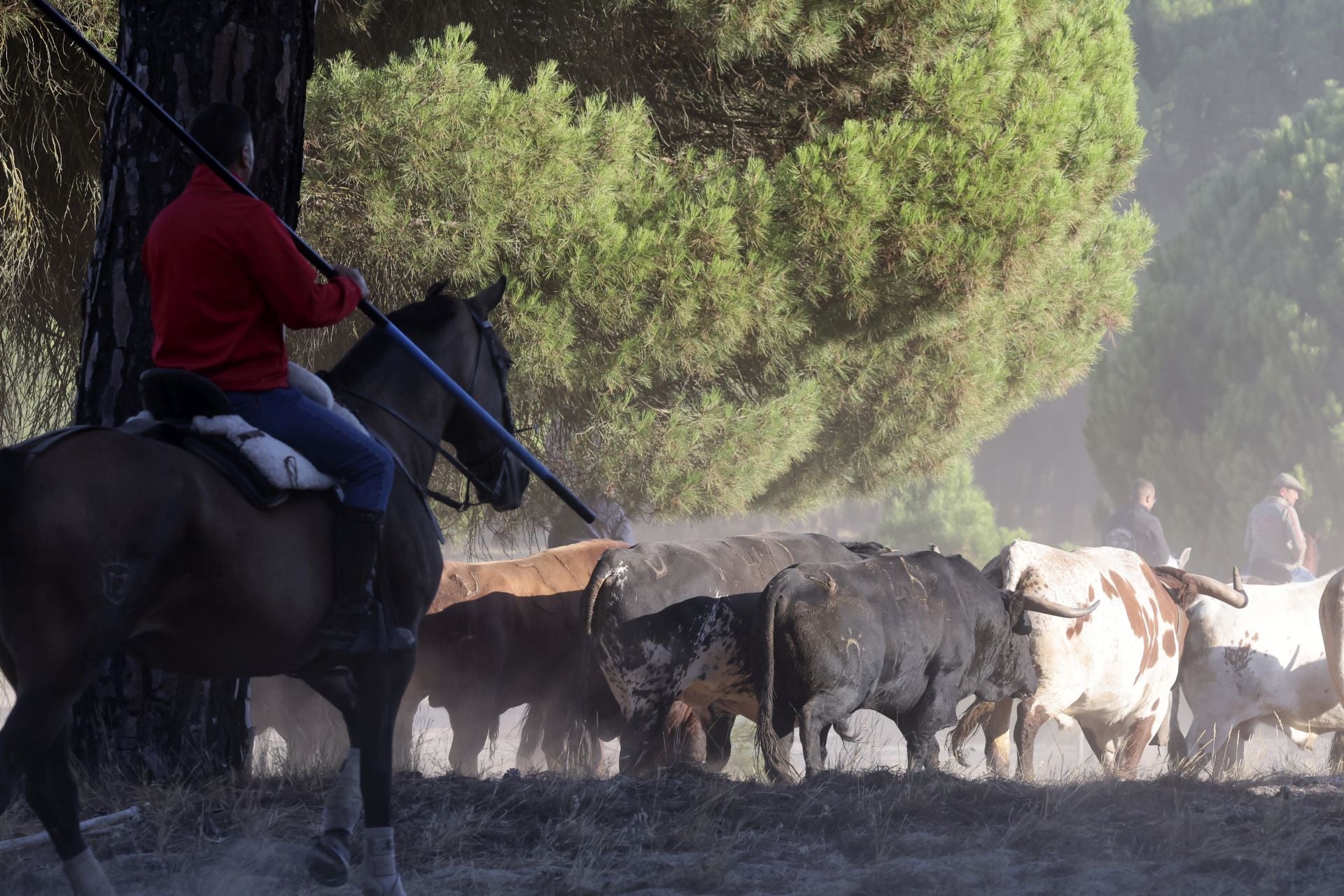 Encierro mixto del jueves en Tordesillas