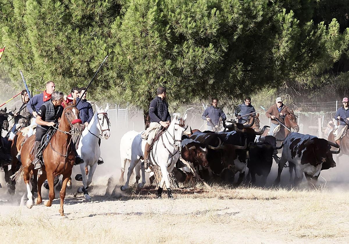 Encierro mixto celebrado este jueves por la mañana en Tordesillas.