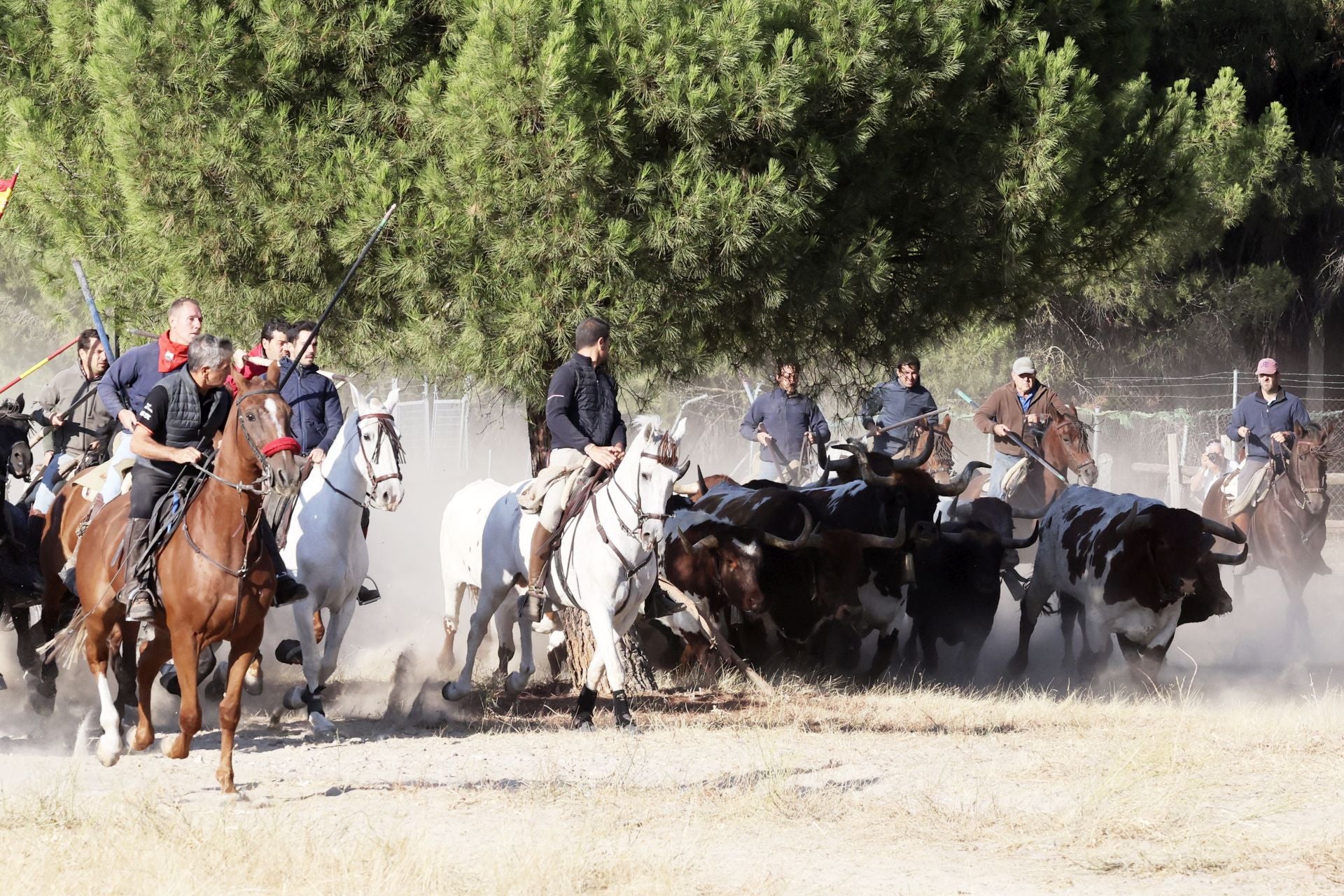 Encierro mixto del jueves en Tordesillas