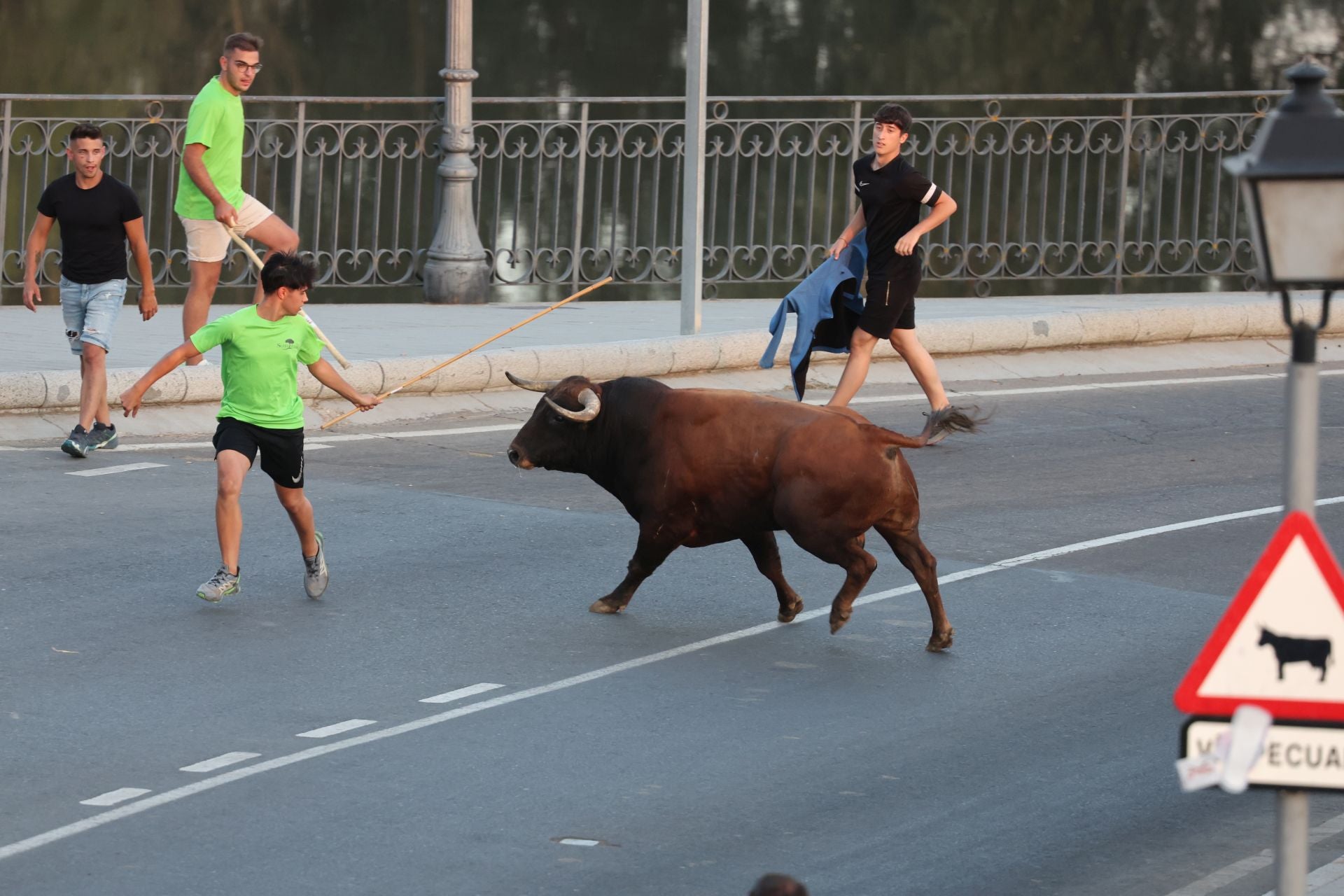 Las imágenes de los toros de cajón en Tordesillas