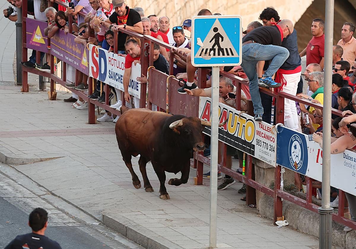 Las imágenes de los toros de cajón en Tordesillas