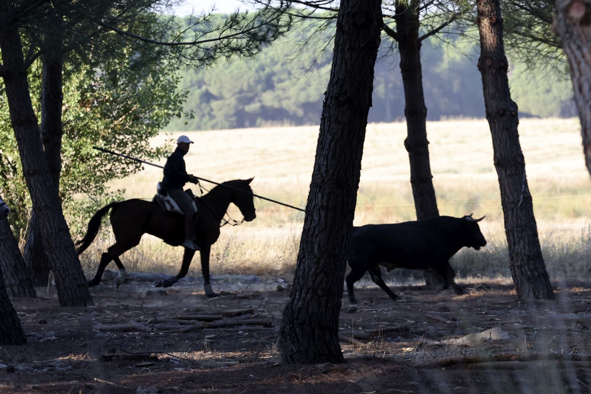 Encierro mixto del jueves en Tordesillas