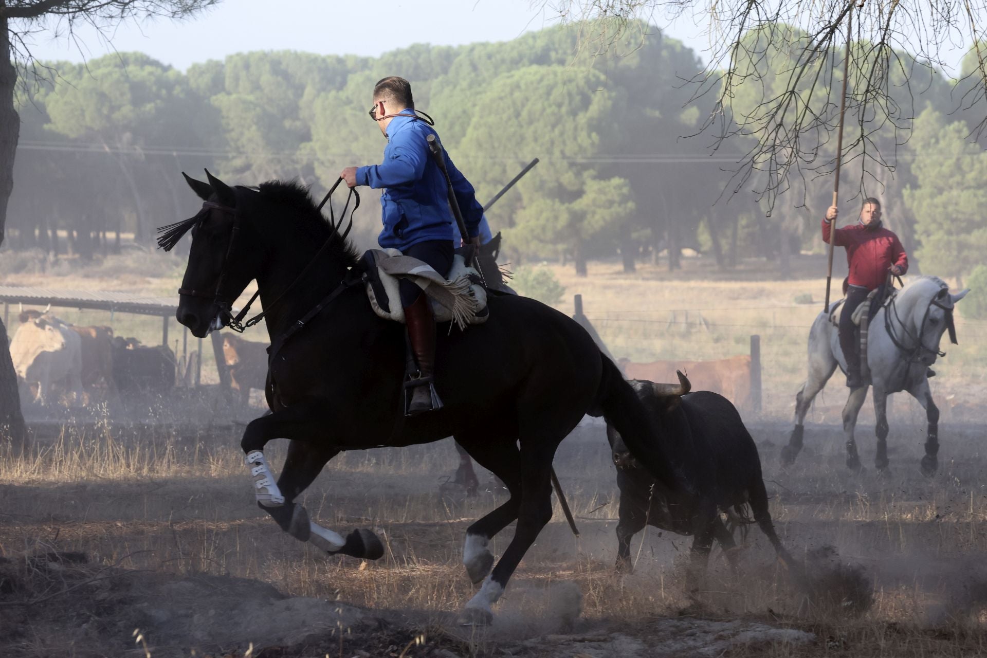 Encierro mixto del jueves en Tordesillas