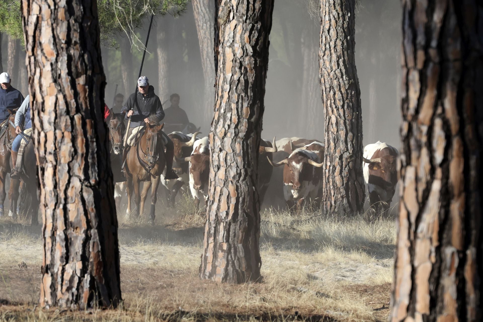 Encierro mixto del jueves en Tordesillas
