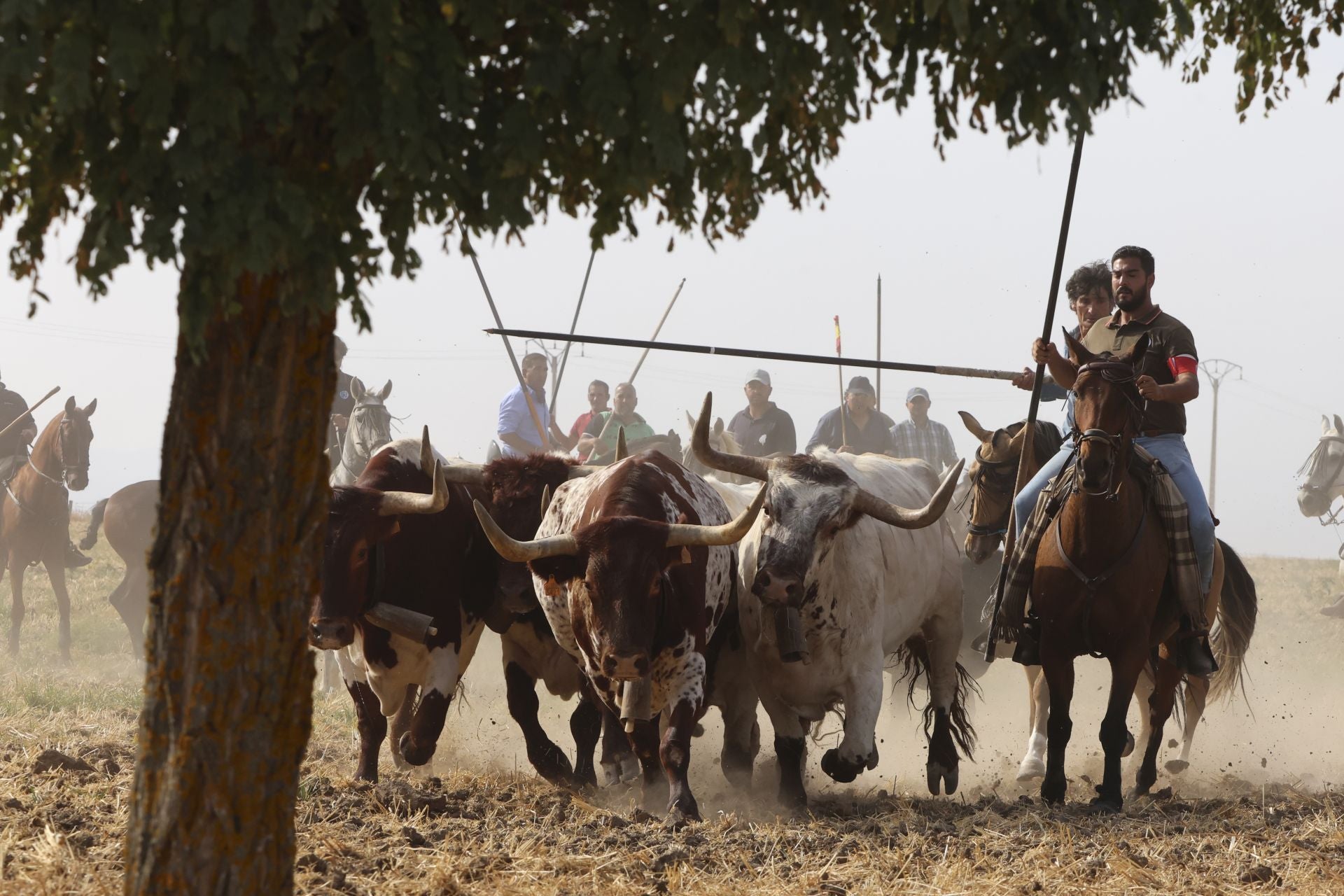Las imágenes del encierro en Madrigal de las Altas Torres