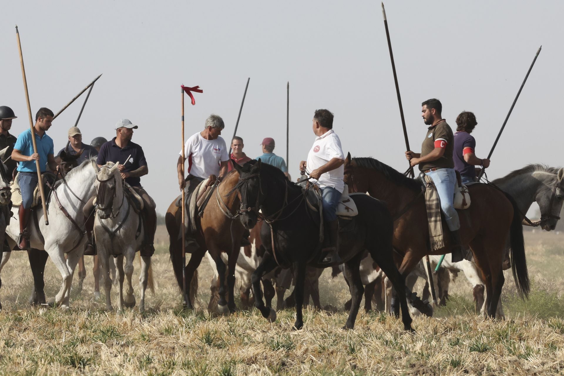 Las imágenes del encierro en Madrigal de las Altas Torres