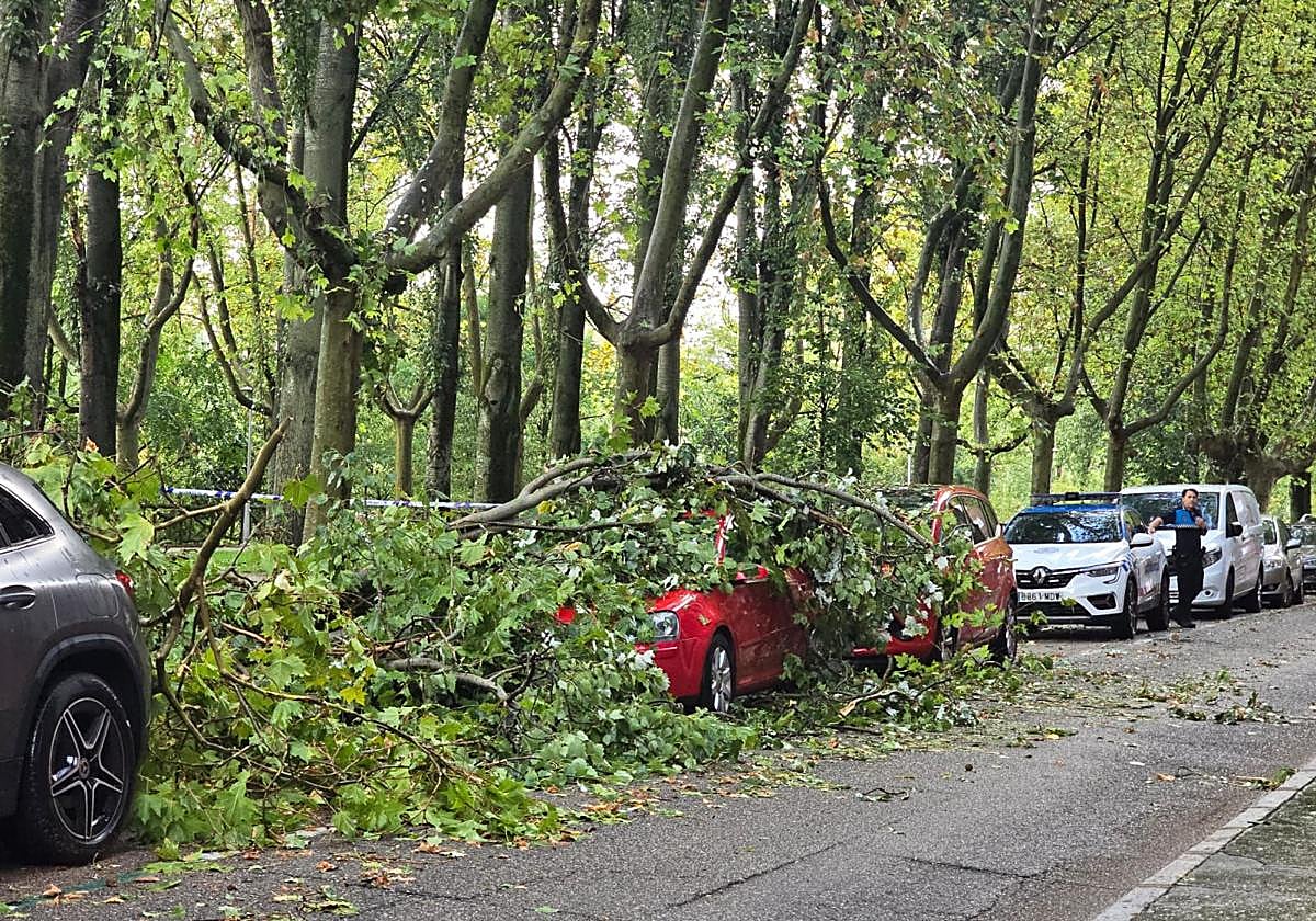 Coches dañados por los árboles caídos en la tarde del viernes en el paseo del Cid tras la tromba de agua.