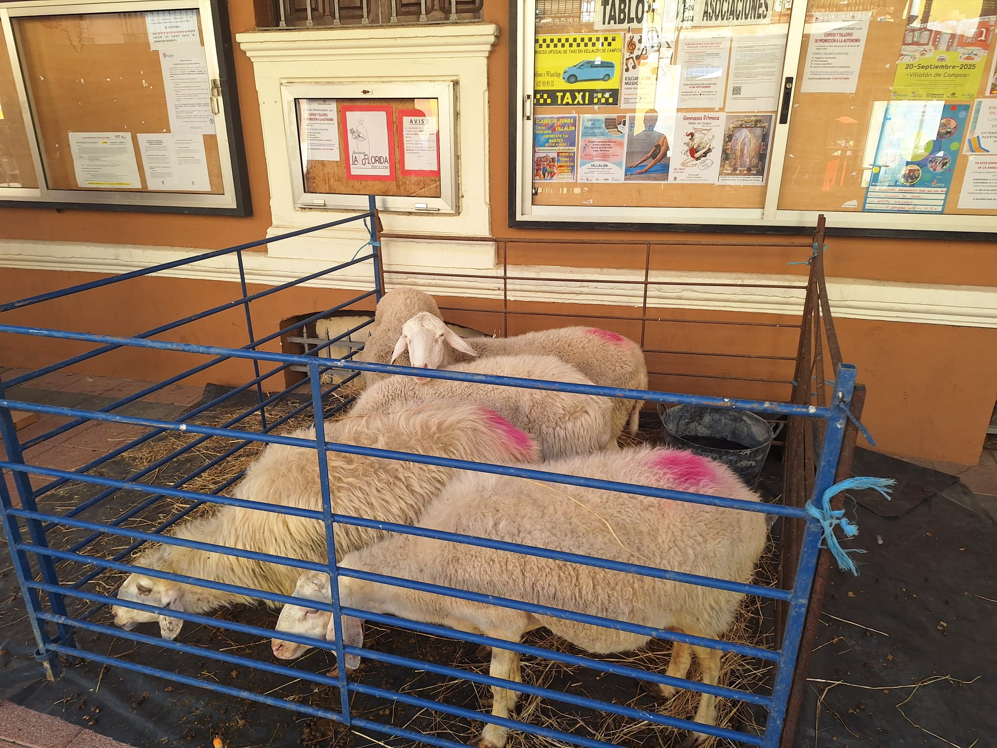 Villalón de Campos se convierte en la capital nacional del queso